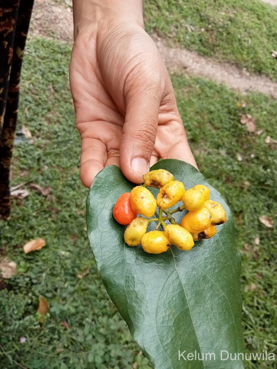 Tiliacora acuminata (Lam.) Miers